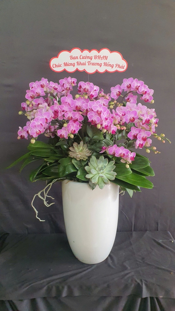 Mini tím sọc chậu cao chúc mừng khai trương