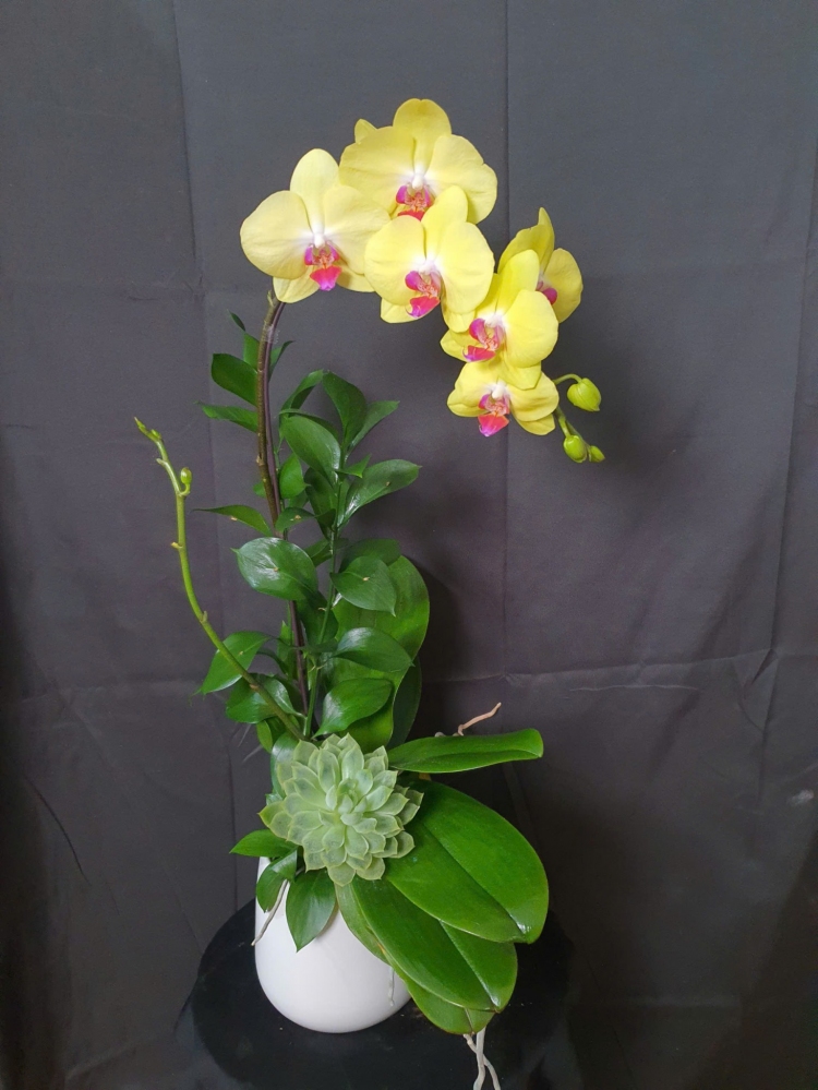 Chậu hồ điệp vàng chiêu tài