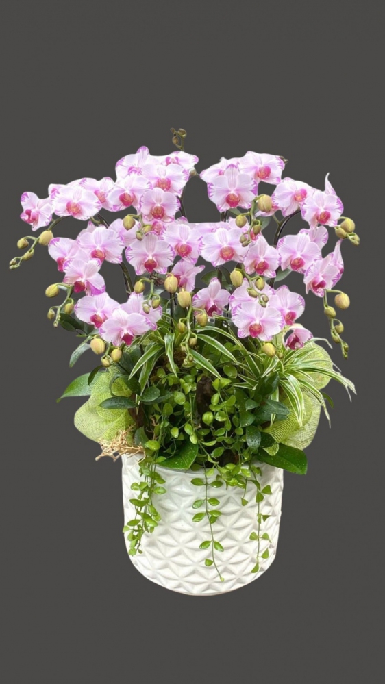 Mẫu hoa lan chớp hồng 21