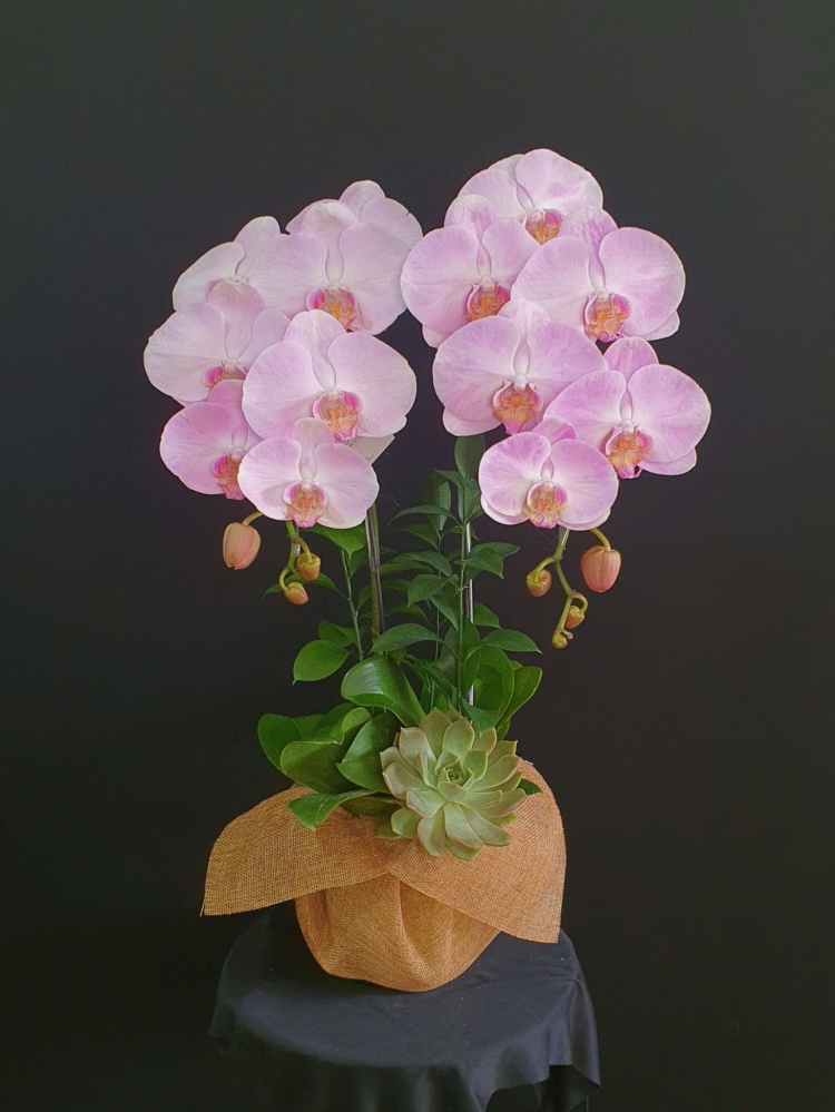 Hoa gói quà tặng cầm tay 1