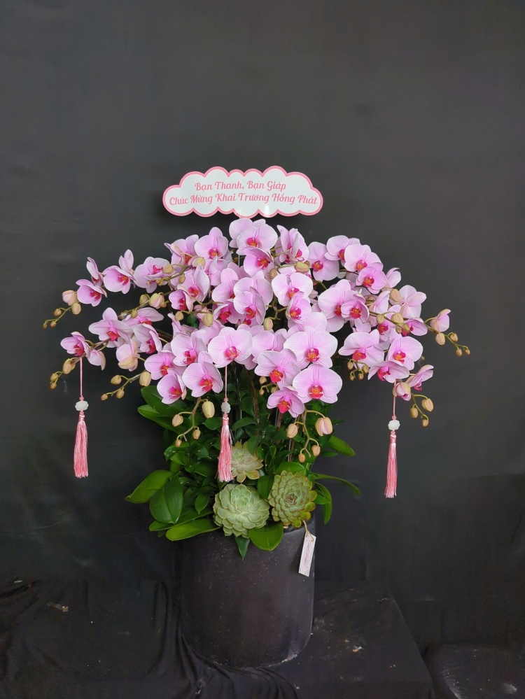 Chậu hoa hồng lưỡi đỏ