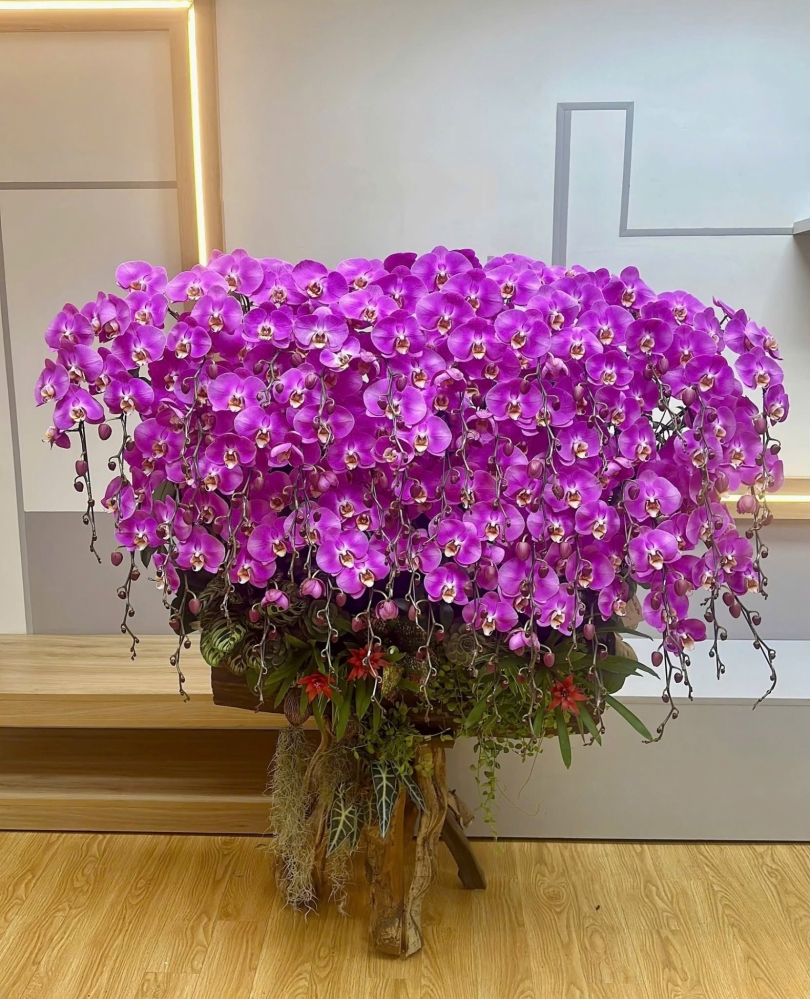 Hoa Lan Hồ Điệp Tím