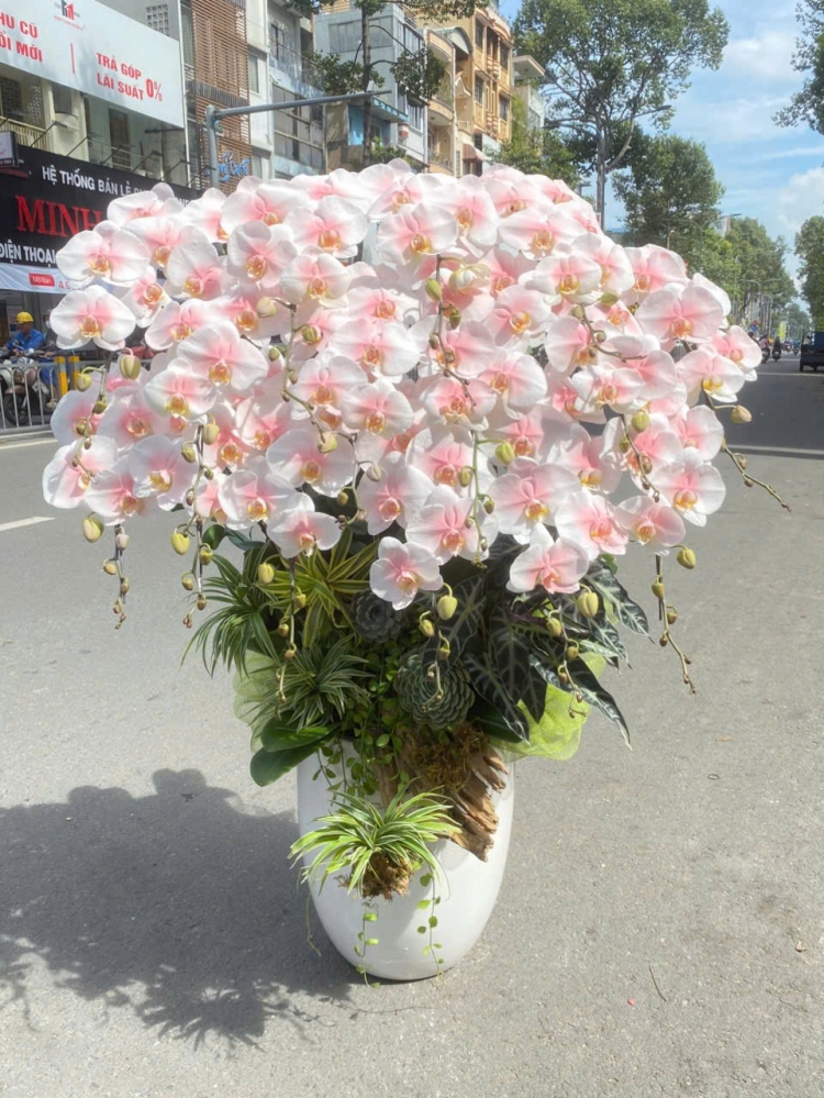 Lan Hồ Điệp Vũ Điệu Ánh Trăng - LHD022