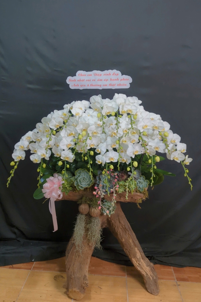 Lan Hồ Điệp Tinh Khôi - LHD001