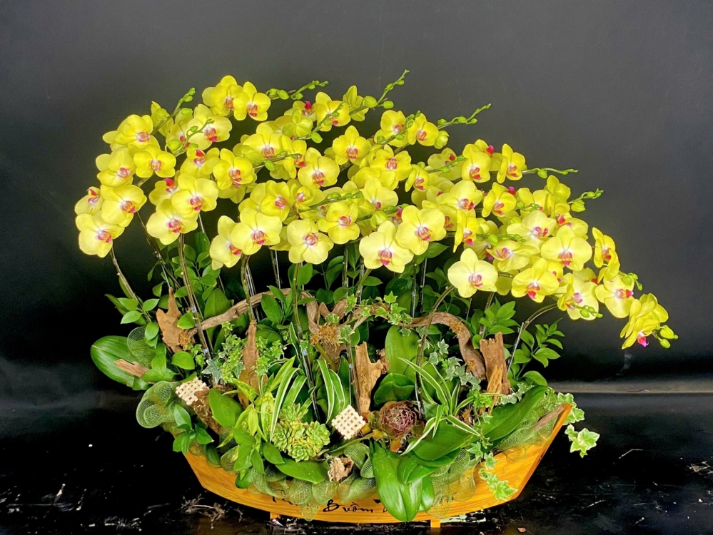 Lan Hồ Điệp Vàng Ánh Dương - LHD002