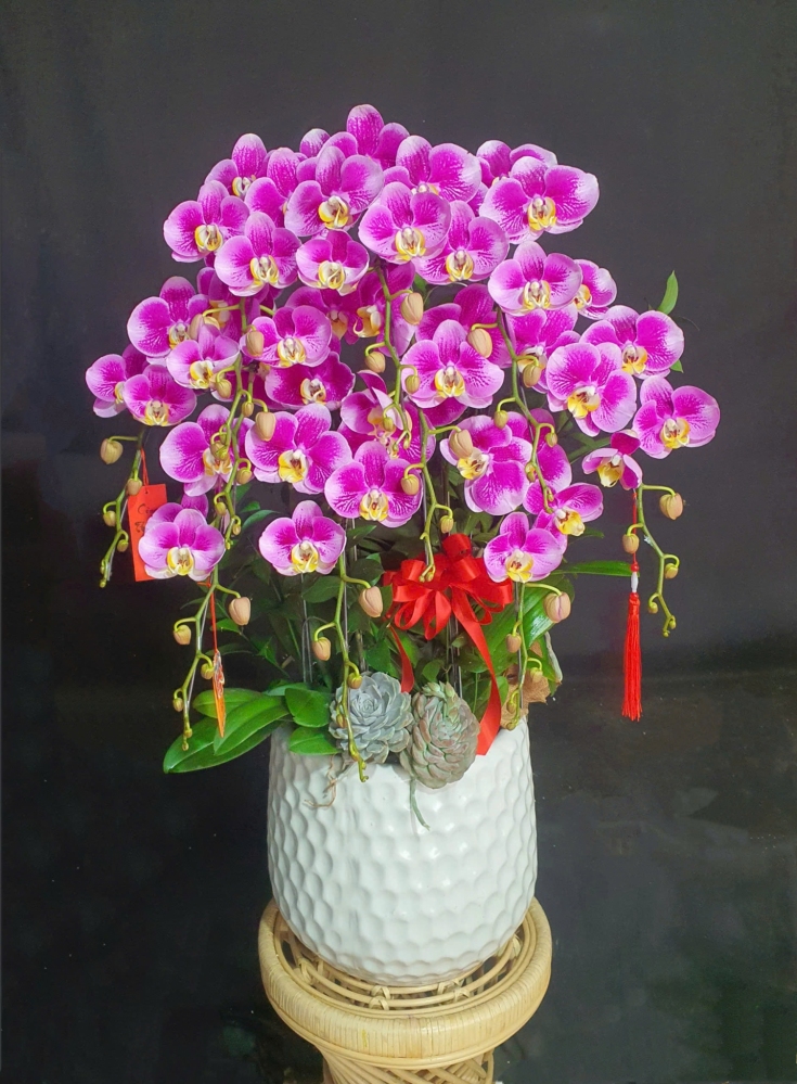 Lan Hồ Điệp Hồng Xuân May Mắn - LHD284