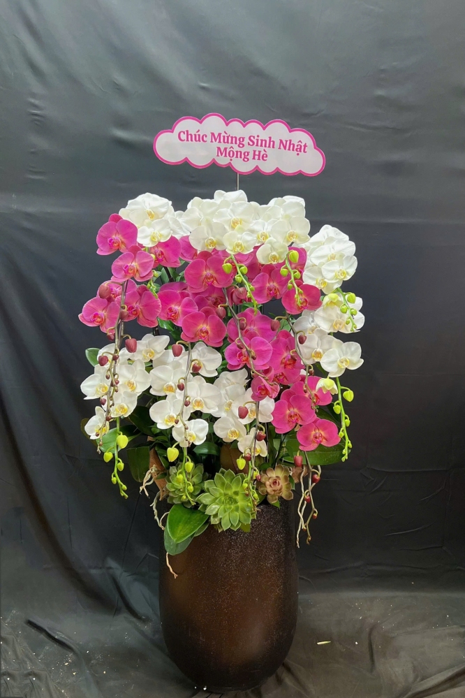 Lan Hồ Điệp Bạch Hồng Song Hỷ - LHD097