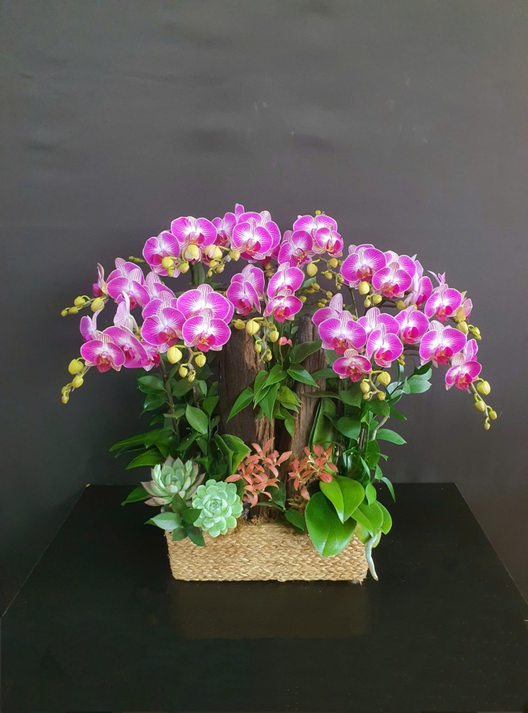 Lan Hồ Điệp Hồng Lộc - LHD235