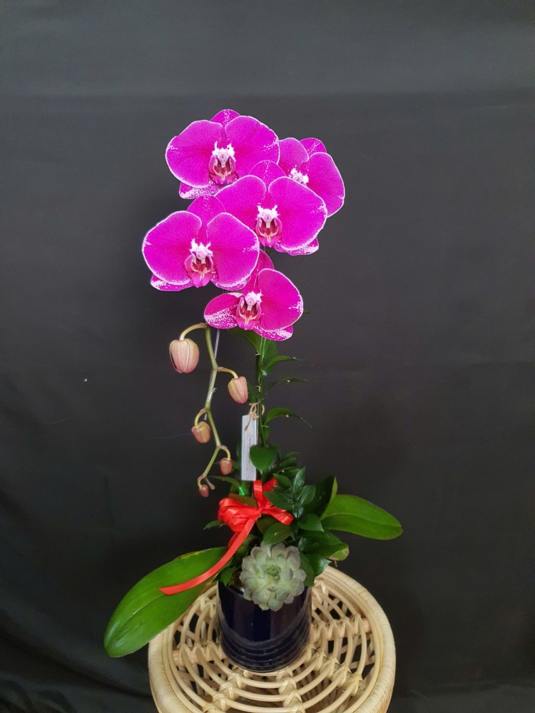 Lan Hồ Điệp Hồng Ngọc Phú Quý - LHD060