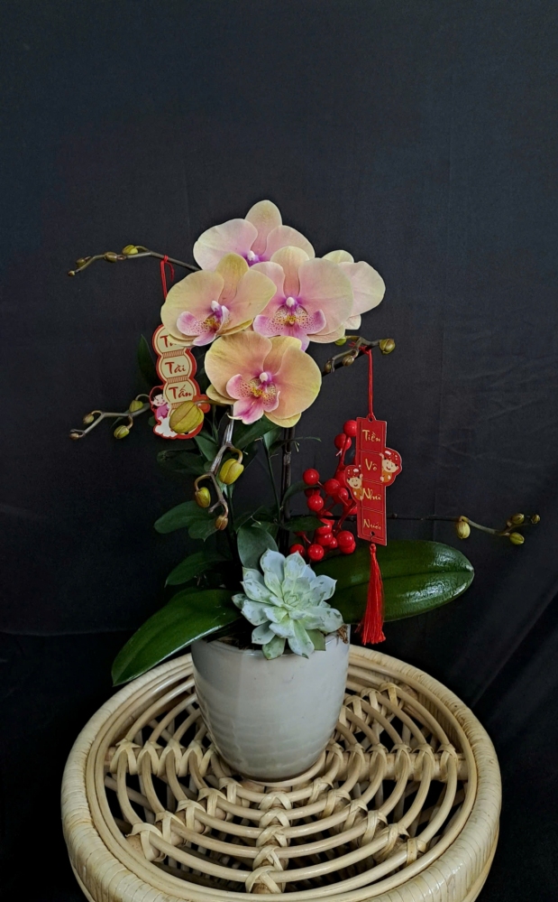 Lan Hồ Điệp Sắc Cam Rạng Đông - LHD190