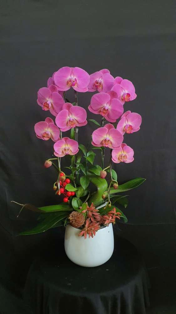 Lan Hồ Điệp Hồng Ánh Dương - LHD137