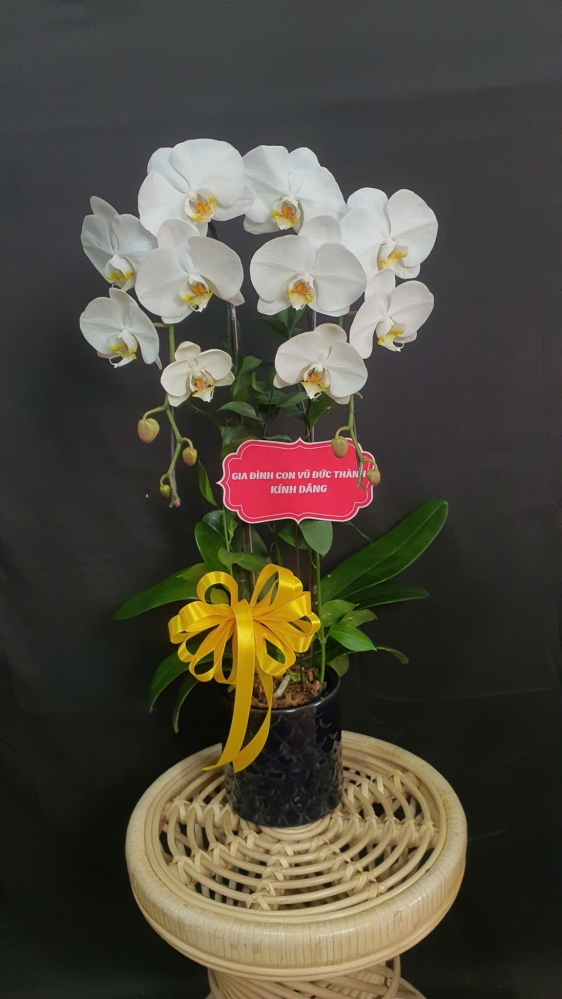 Lan Hồ Điệp Ngọc Thanh - LHD139