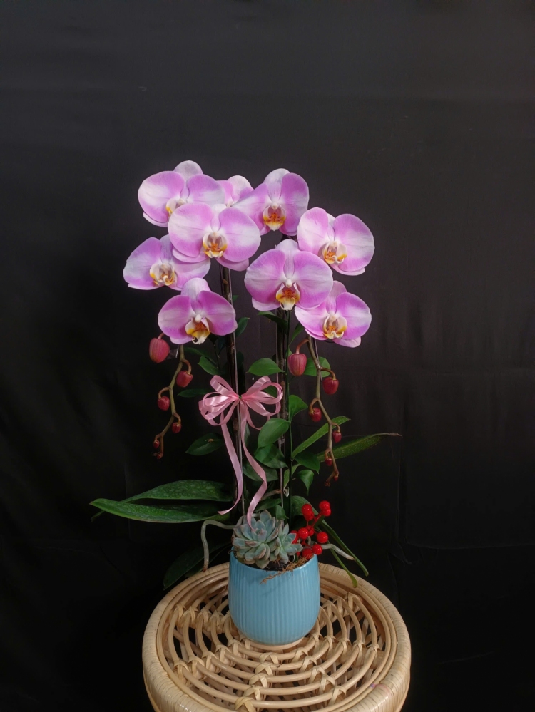 Lan Hồ Điệp Hồng Tuyết Lam - LHD173