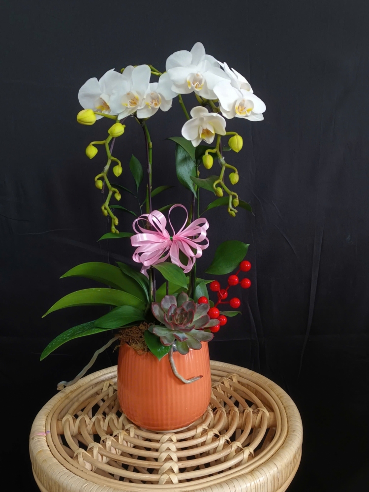 Lan Hồ Điệp Ngọc Hoa Khiết Tâm - LHD188