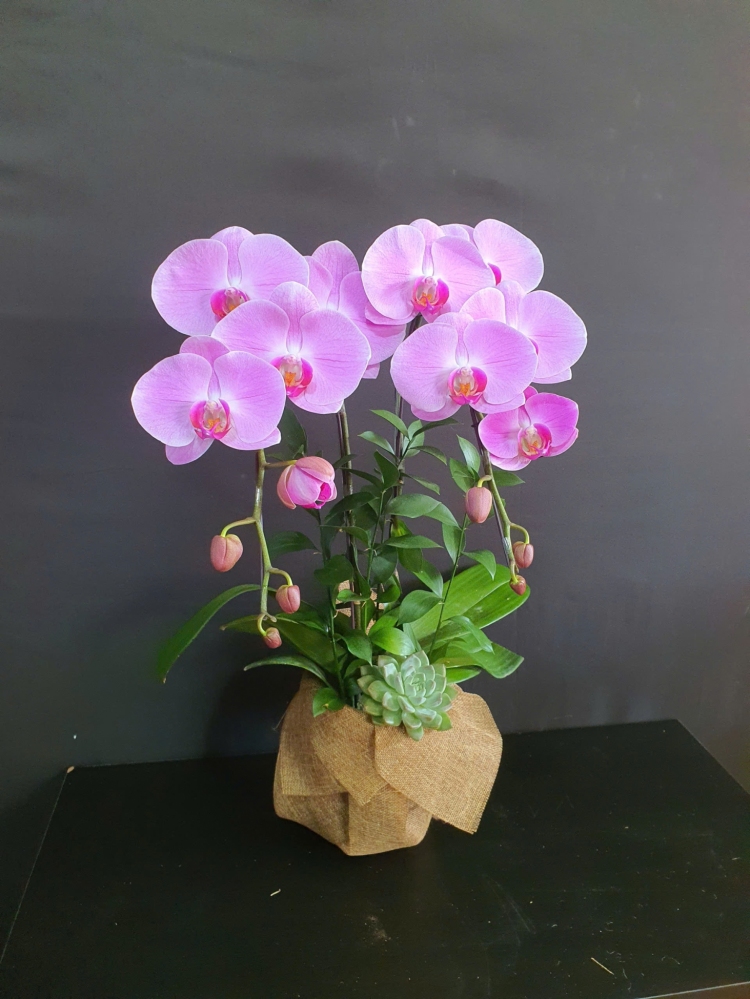 Lan Hồ Điệp Hồng Quý - LHD233