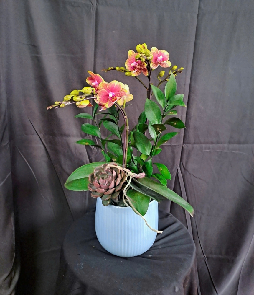 Lan Hồ Điệp Cam Hoàng Dương - LHD269