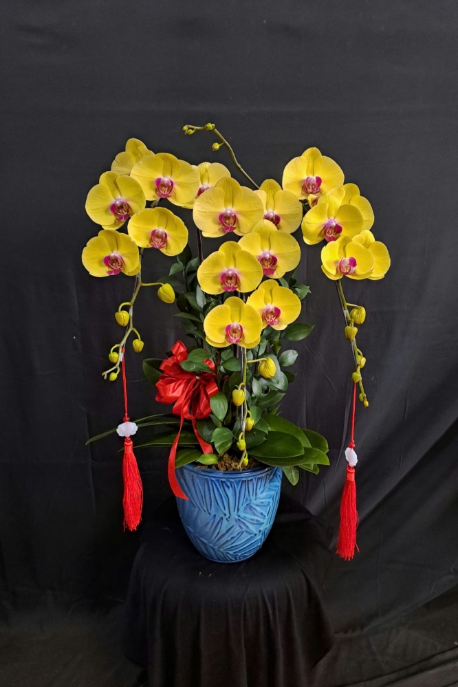 Lan Hồ Điệp Kim Ngân - LHD221