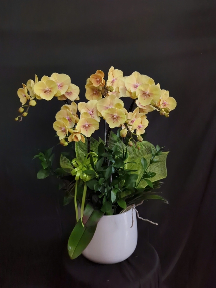 Lan Hồ Điệp Lụa Vàng - LHD053