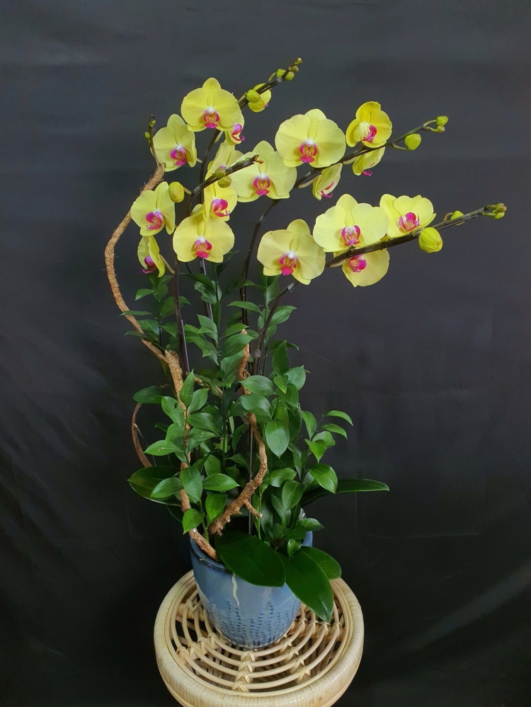 Lan Hồ Điệp Kim Ánh Dương - LHD128