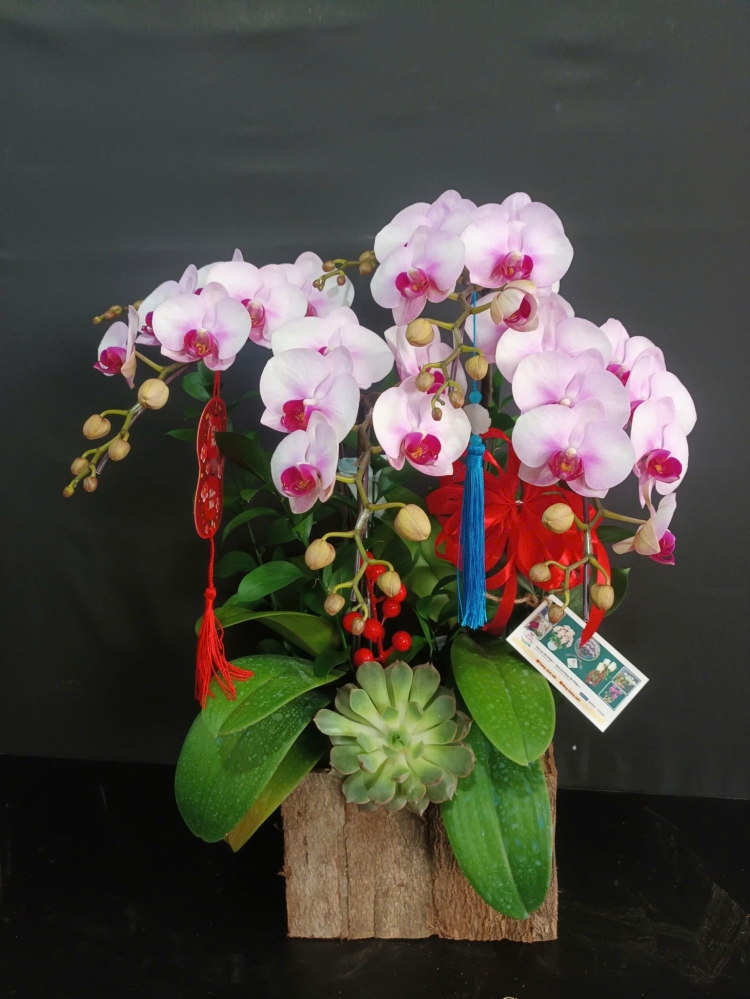 Lan Hồ Điệp Tuyết Hồng - LHD200