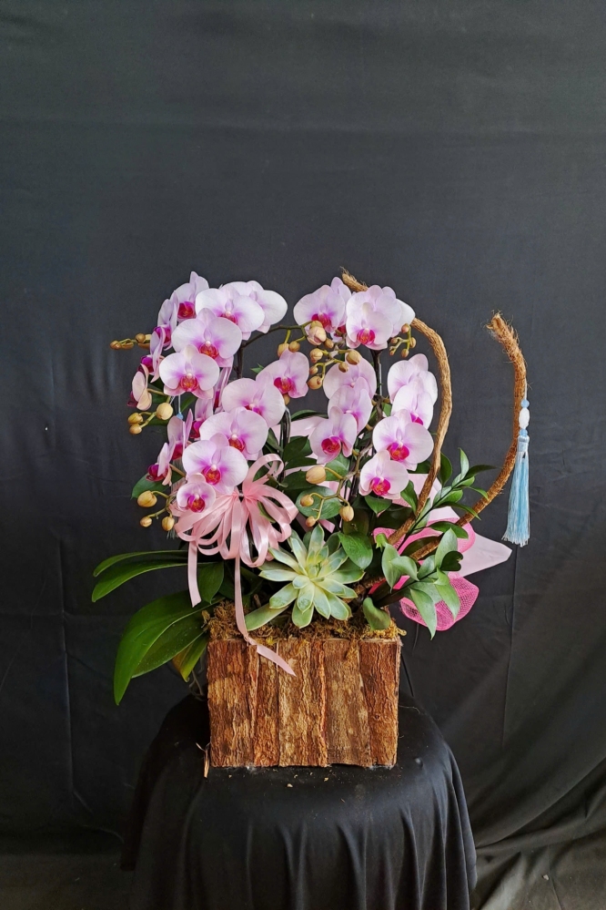 Lan Hồ Điệp Ngọc Hồng Kim Tuyết - LHD209