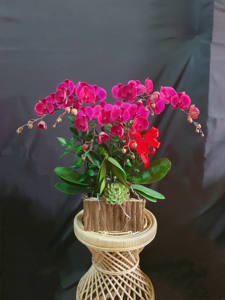 Lan Hồ Điệp Hồng Quý - LHD227