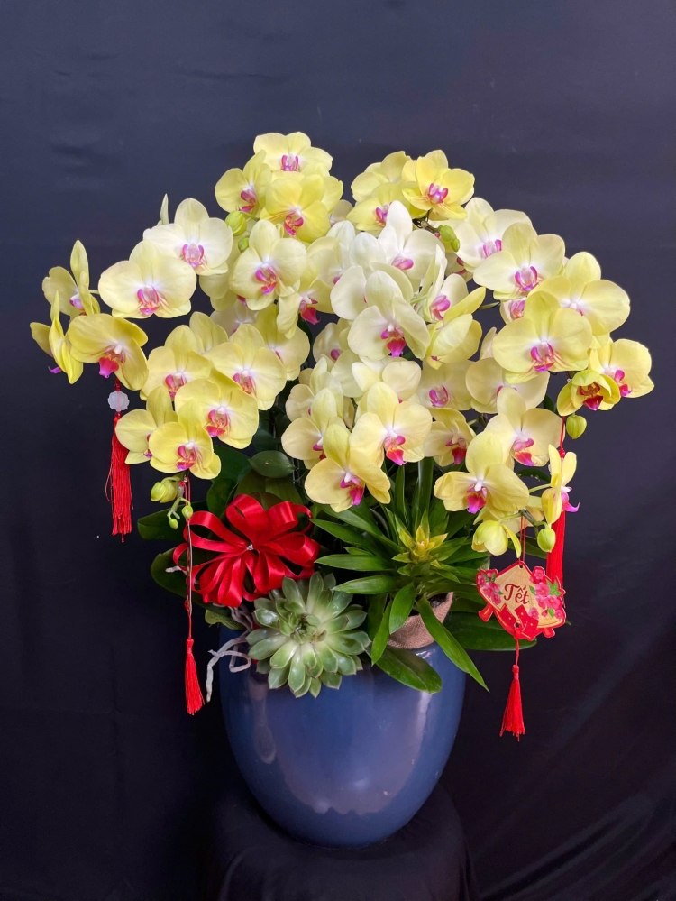 Lan Hồ Điệp Kim Phúc - LHD212