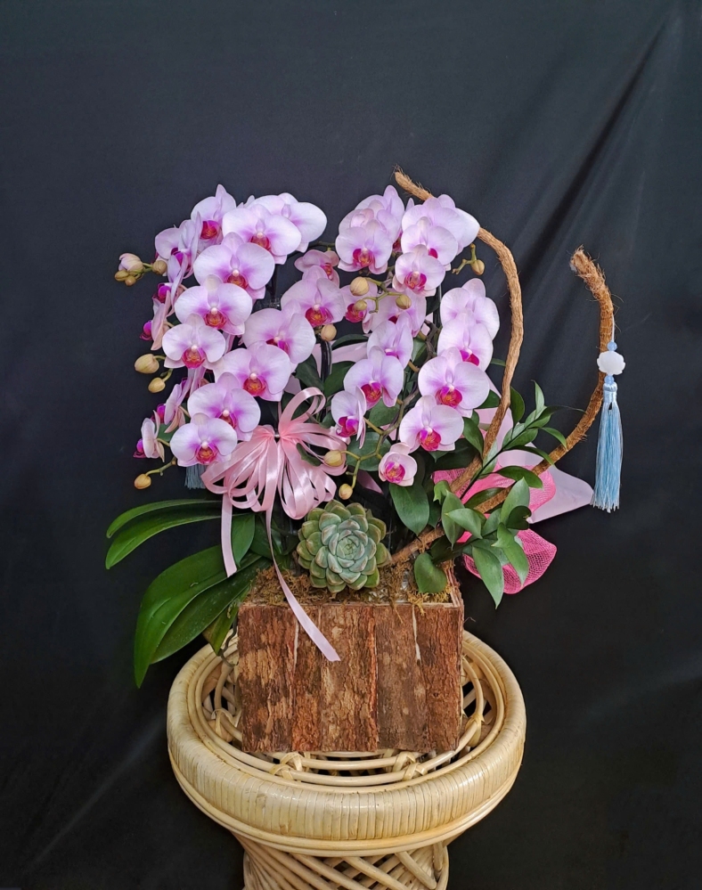 Lan Hồ Điệp Hồng Thịnh - LHD228