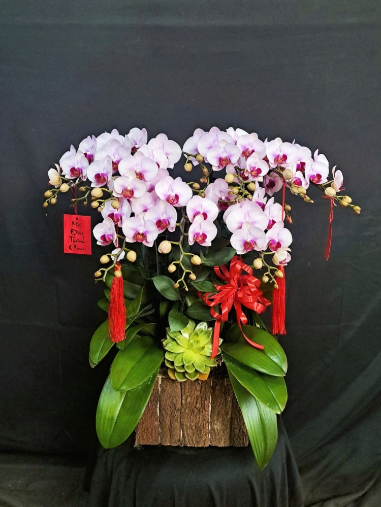 Lan Hồ Điệp Tuyết Hồng Hoàng Kim - LHD208