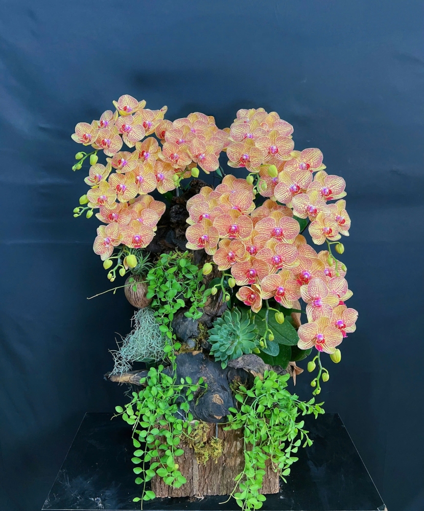 Lan Hồ Điệp Cam Ánh Dương - LHD281