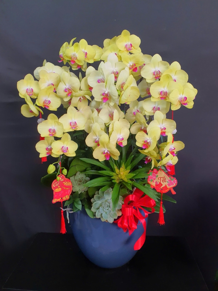 Lan Hồ Điệp Hoàng Quý - LHD239