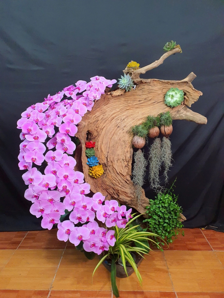 Lan Hồ Điệp Hồng Phát - LHD071