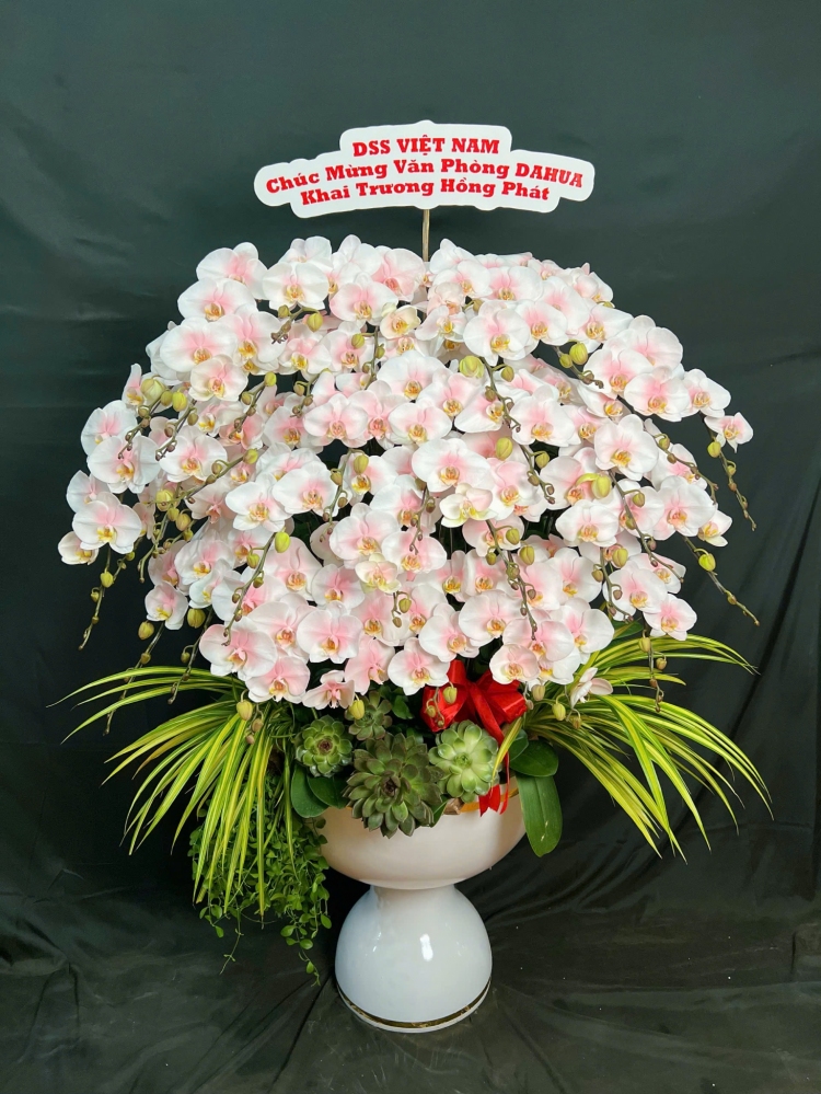 Lan Hồ Điệp Hòa Quyện - LHD080