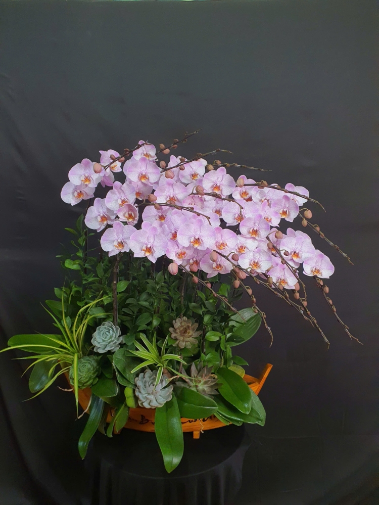 Lan Hồ Điệp An Nhiên - LHD087