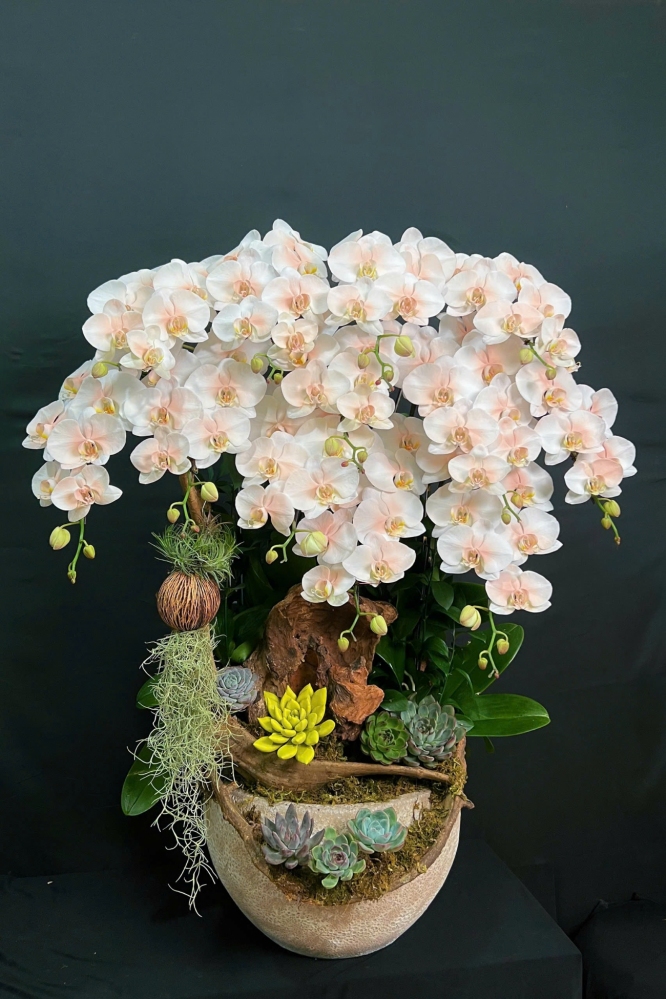 Lan Hồ Điệp Trường Thịnh Phát Lộc - LHD026