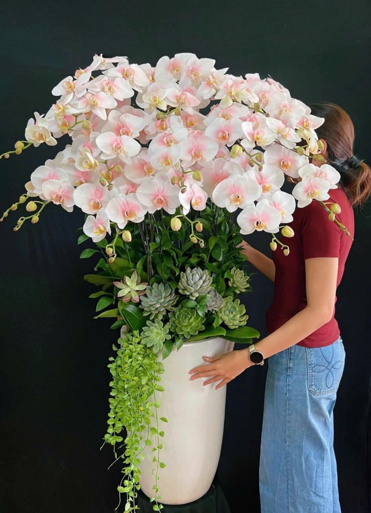 Lan Hồ Điệp Phú Quý Hưng Long - LHD031