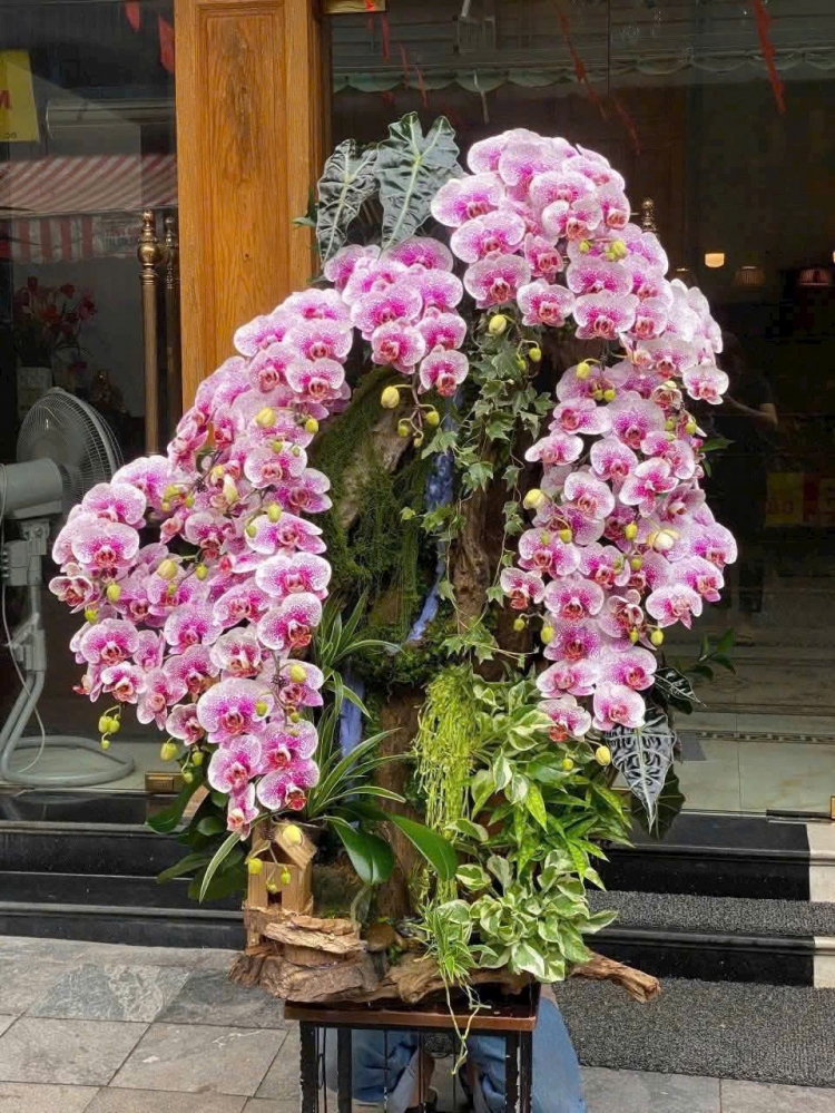 Lan Hồ Điệp Kim Lan Thịnh Vượng - LHD032