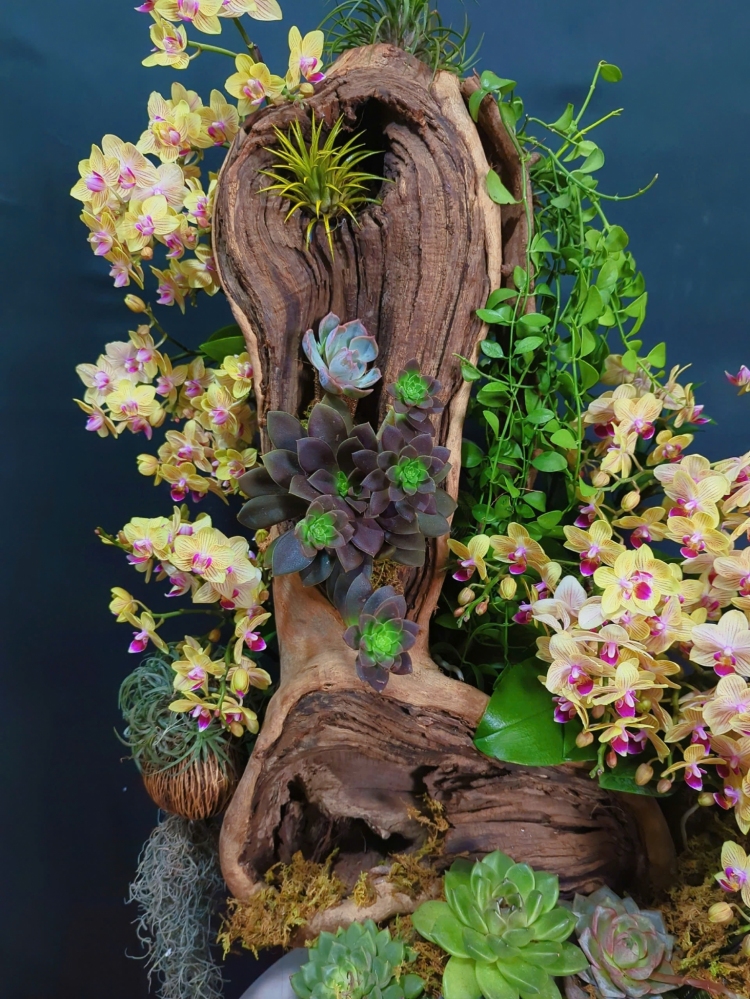 Lan Hồ Điệp Vàng Phú Quý - LHD112