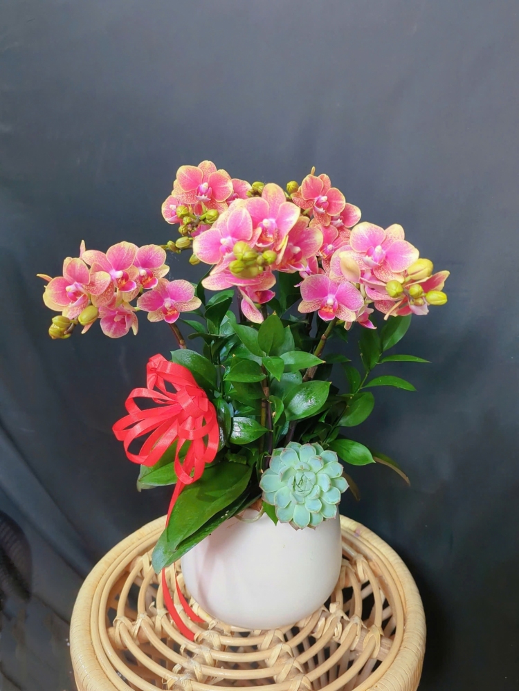 Lan Hồ Điệp Đỏ Mini - LHD301