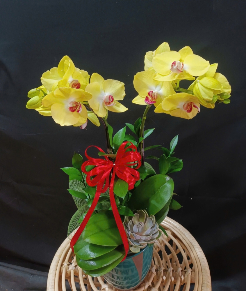 Lan Hồ Điệp Vàng Cành Đôi - LHD297