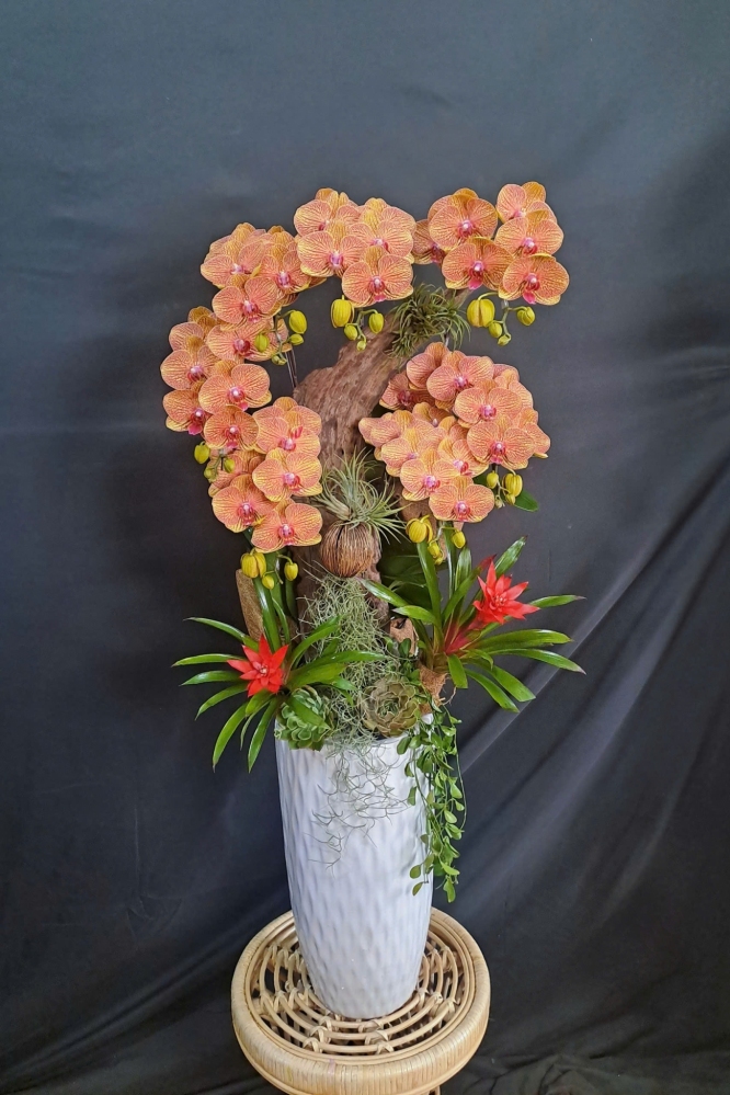 Lan Hồ Điệp Cam Sọc Mix Lũa Cao Cấp - LHD311