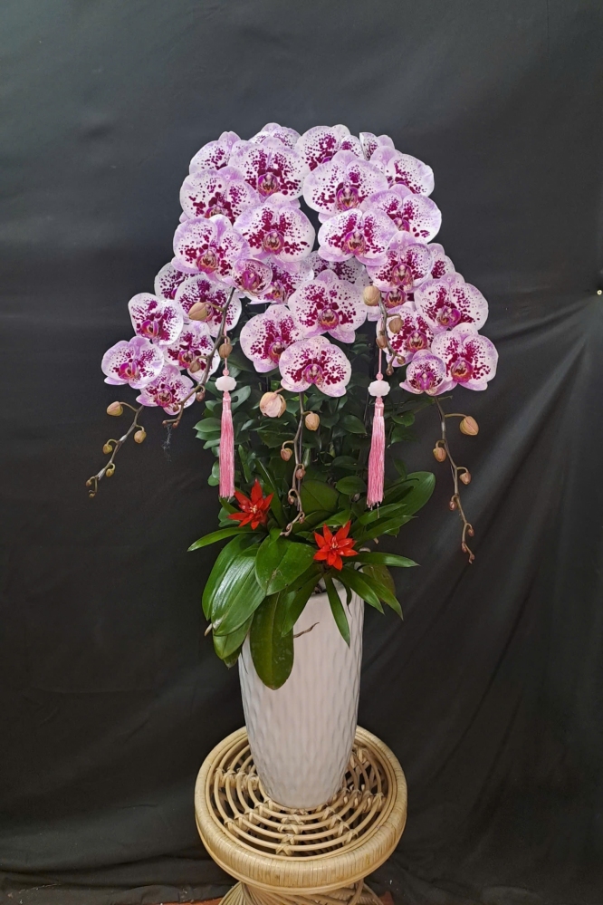 Lan Hồ Diệp Đột Biến - LHD312