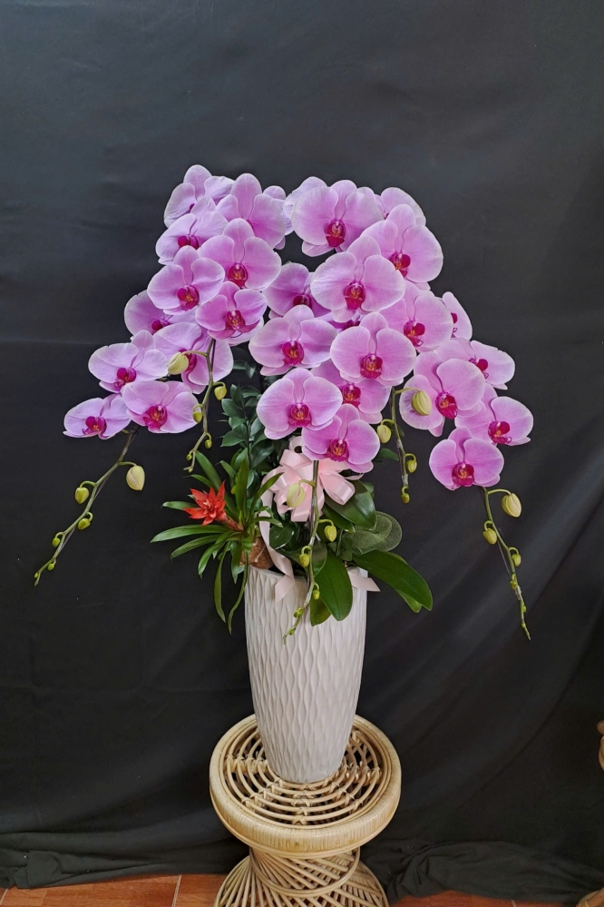 Lan Hồ Điệp Tím Hồng - LHD316