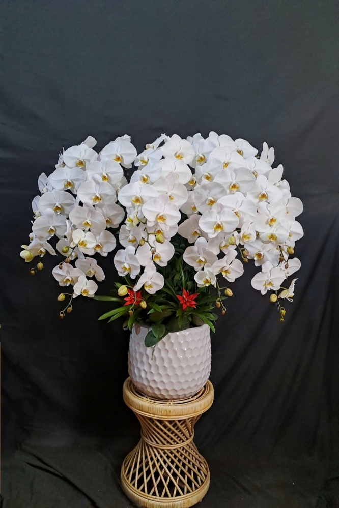 Lan Hồ Điệp Trắng - LHD328