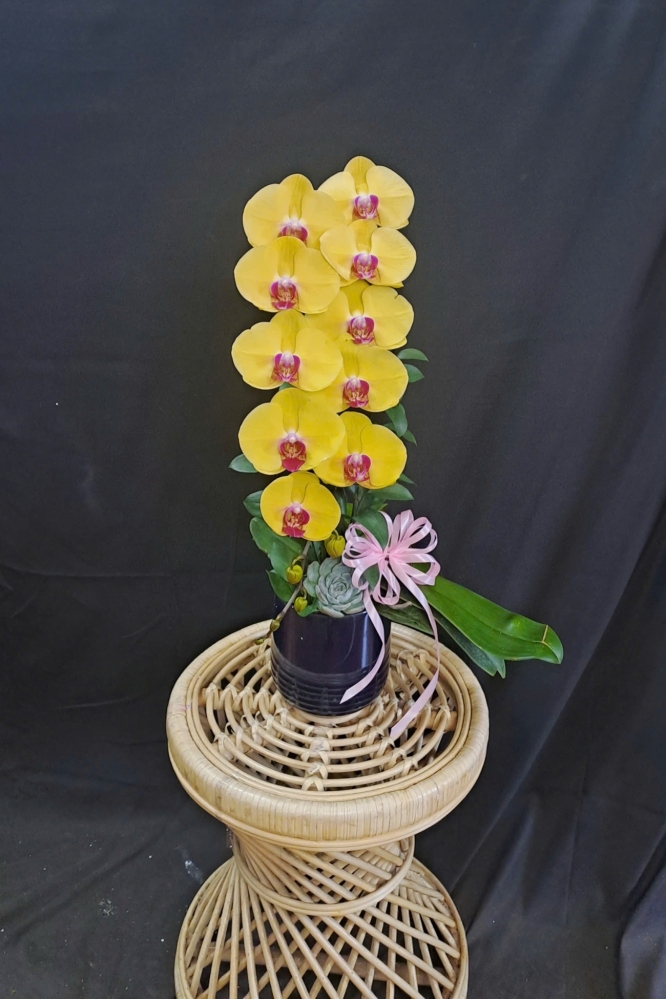 Lan Hồ Điệp Vàng - LHD347