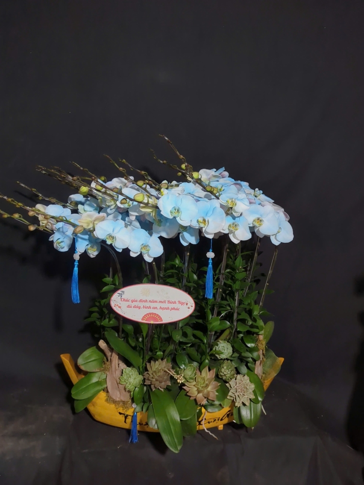 Lan Hồ Điệp Cắm Thuyền Trắng Phun Xanh - LHD375