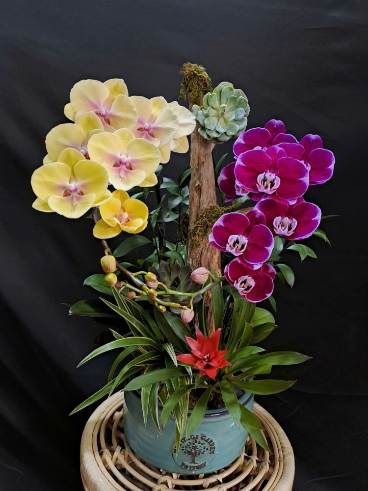 Lan Hồ Điệp Mix Lũa Nghệ Thuật - LHD417