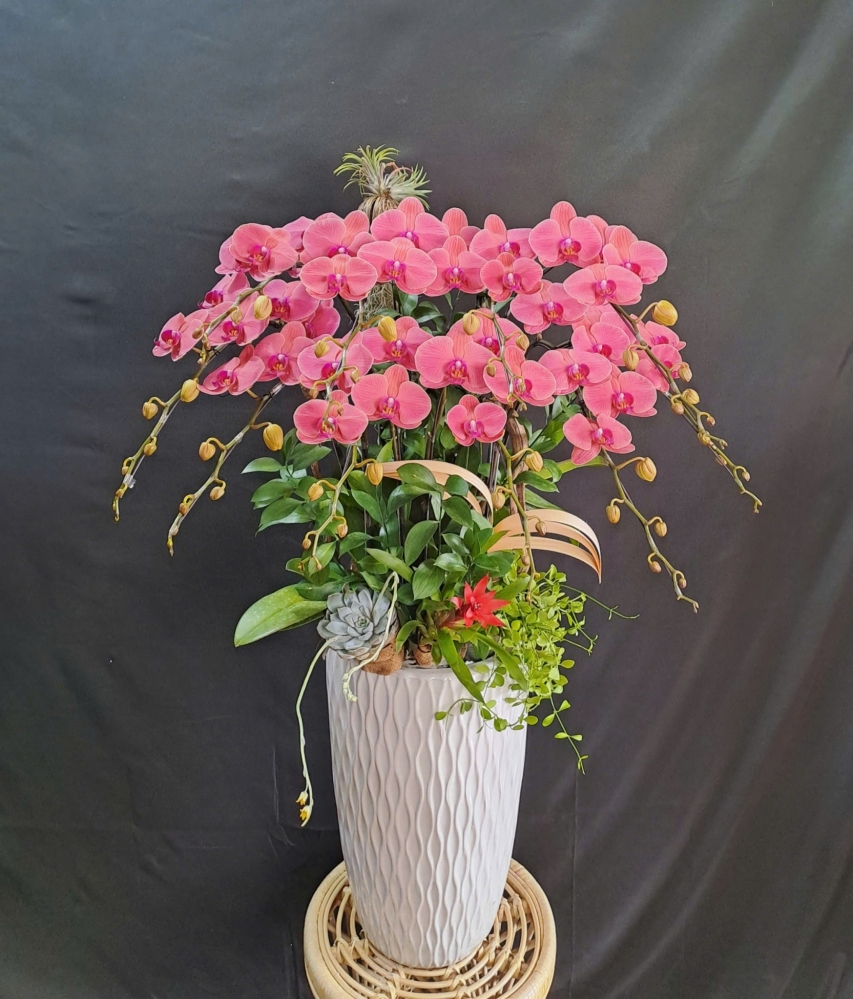 Lan Hồ Điệp Hồng Đào - LHD422