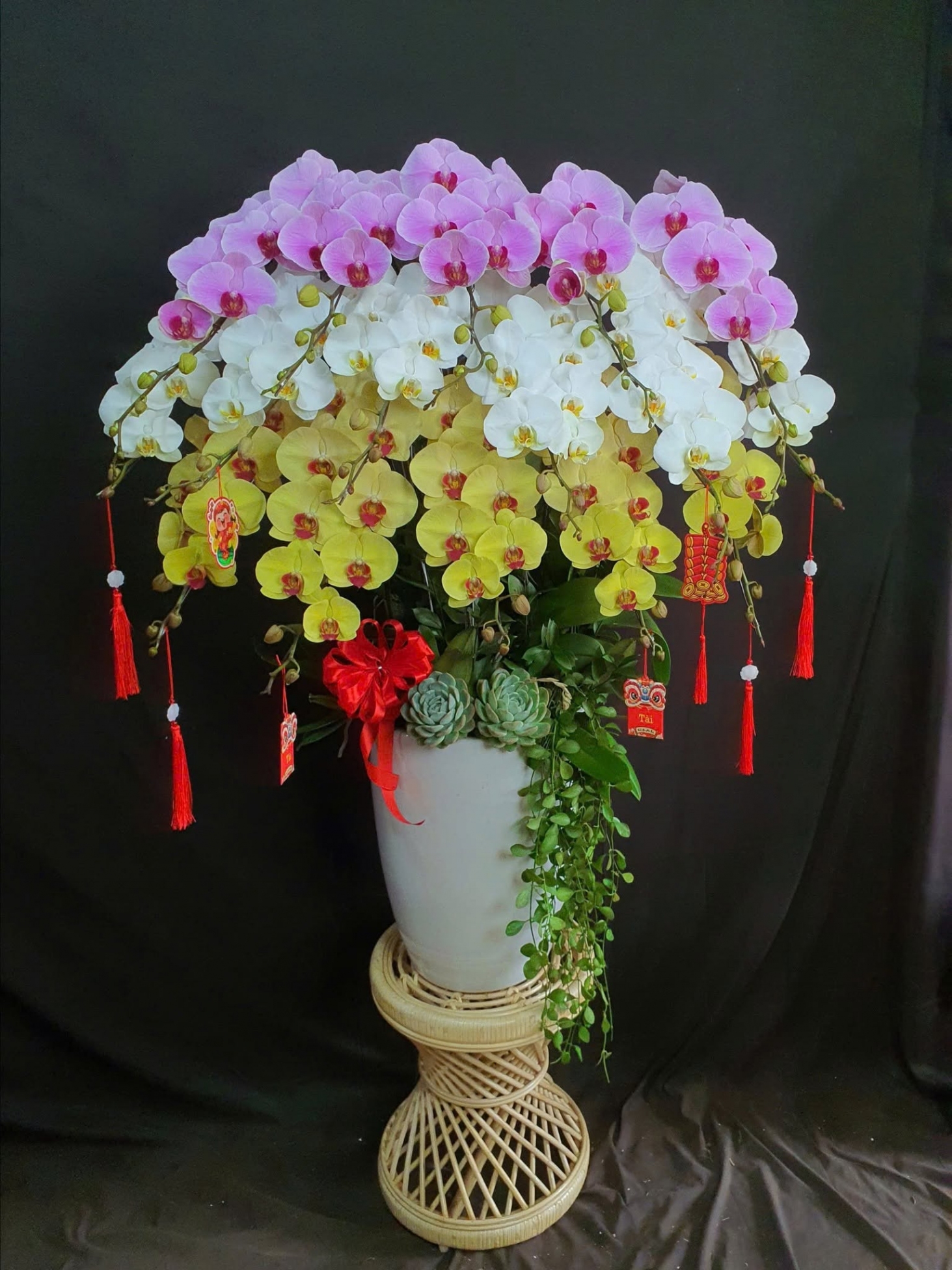 Hoa Lan Hồ Điệp Mix 3 Màu