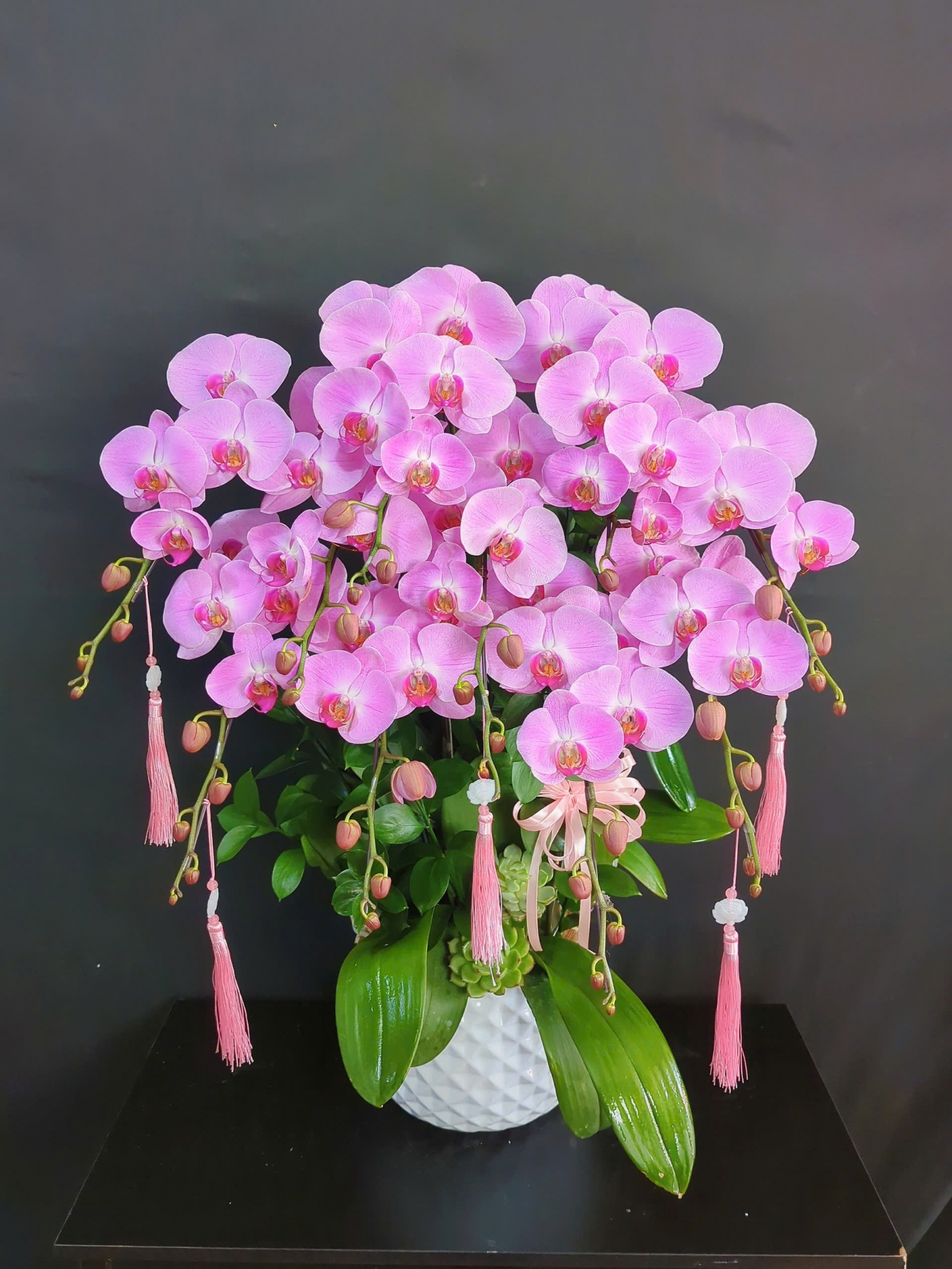 Lan Hồ Điệp Hồng Thịnh - LHD242